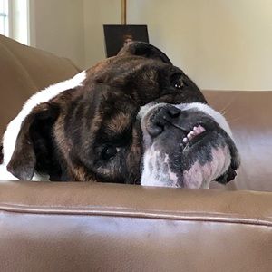 This is my dog Webley...